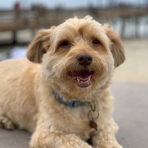 Meet your Posher, Benny